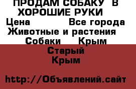 ПРОДАМ СОБАКУ  В ХОРОШИЕ РУКИ  › Цена ­ 4 000 - Все города Животные и растения » Собаки   . Крым,Старый Крым